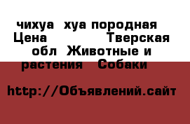 чихуа. хуа породная › Цена ­ 14 000 - Тверская обл. Животные и растения » Собаки   